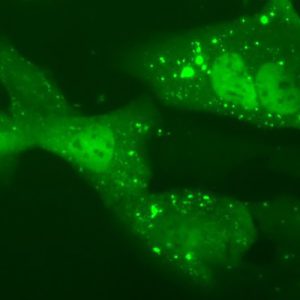 TDP-25 Aggregation Assay Cell Line