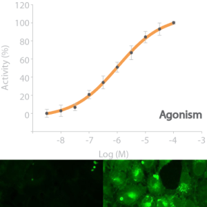 <sub>cAMP</sub>NOMAD DP1 Receptor Cell Line