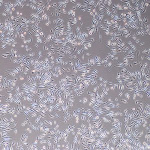 Immortalized Mouse Kupffer Cells