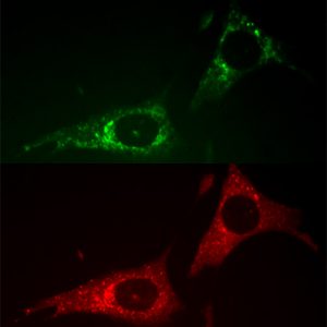 PARKIN-PINK1 Cell Line