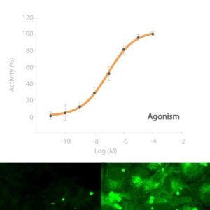 ADRA2B Receptor Cell Line