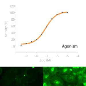 cAMP NOMAD ADRB1 Receptor Cell Line