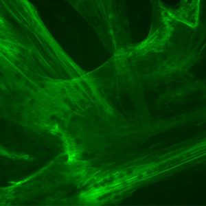 Porcine Skeletal Muscle Satellite Cells